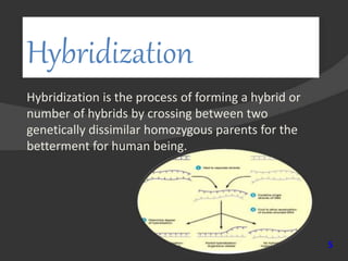 Hybridization
5
Hybridization is the process of forming a hybrid or
number of hybrids by crossing between two
genetically dissimilar homozygous parents for the
betterment for human being.
 
