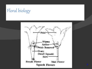Floral biology
7
 