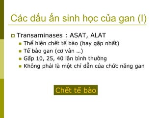 Các dấu ấn sinh học của gan (I)
 Transaminases : ASAT, ALAT
 Thể hiện chết tế bào (hay gặp nhất)
 Tế bào gan (cơ vân …)
 Gấp 10, 25, 40 lần bình thường
 Không phải là một chỉ dẫn của chức năng gan
Chết tế bào
 