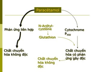 Paracétamol
Phản ứng liên hợp Cytochrome
P450
Chất chuyển
hóa có phản
ứng gây độc
Chất chuyển
hóa không độc
Glutathion
N-Acétyl-
cystéine
Chất chuyển
hóa không
độc
 