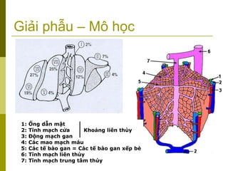 Giải phẫu – Mô học
1: Ống dẫn mật
2: Tĩnh mạch cửa Khoảng liên thùy
3: Động mạch gan
4: Các mao mạch máu
5: Các tế bào gan = Các tế bào gan xếp bè
6: Tĩnh mạch liên thùy
7: Tĩnh mạch trung tâm thùy
 