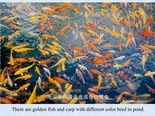 池沼里养着金鱼或各色鲤鱼，

There are golden fish and carp with different color bred in pond.
 