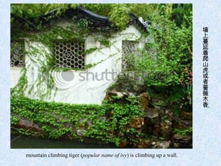 墙
                                                                       上
                                                                       蔓
                                                                       延
                                                                       着
                                                                       爬
                                                                       山
                                                                       虎
                                                                       或
                                                                       者
                                                                       蔷
                                                                       薇
                                                                       木
                                                                       香
                                                                       。




mountain climbing tiger (popular name of ivy) is climbing up a wall.
 