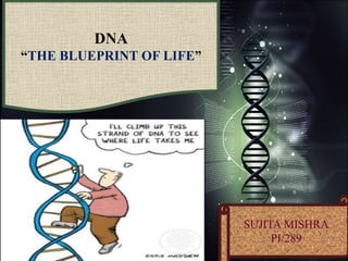 DNA
“THE BLUEPRINT OF LIFE”
SUJITA MISHRA
PI/289 1
 