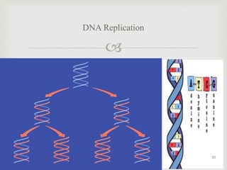 
DNA Replication
10
 