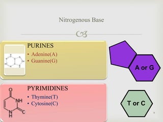 
Nitrogenous Base
PURINES
• Adenine(A)
• Guanine(G)
PYRIMIDINES
• Thymine(T)
• Cytosine(C)
A or G
T or C
9
 