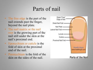Parts of nail
• The free edge is the part of the
nail extends past the finger,
beyond the nail plate.
• The nail matrix or the nail
root is the growing part of the
nail still under the skin at the
nail’s proximal end.
• Eponychium or cuticle is the
fold of skin at the proximal
end of the nail.
• Paronychium is the fold of the
skin on the sides of the nail.
 