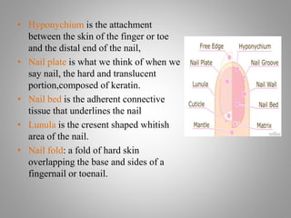 • Hyponychium is the attachment
between the skin of the finger or toe
and the distal end of the nail,
• Nail plate is what we think of when we
say nail, the hard and translucent
portion,composed of keratin.
• Nail bed is the adherent connective
tissue that underlines the nail
• Lunula is the cresent shaped whitish
area of the nail.
• Nail fold: a fold of hard skin
overlapping the base and sides of a
fingernail or toenail.
 