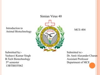 Introduction to
Animal Biotechnology
MCE-404
Simian Virus 40
Submitted by:-
Yashasvi Kumar Singh
B.Tech Biotechnology
5th semester
13BTBIOT062
Submitted to:-
Dr. Amit Alaxander Charan
Assistant Professor
Department of MCE
 