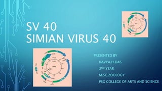 SV 40
SIMIAN VIRUS 40
PRESENTED BY
KAVYA.H.DAS
2ND YEAR
M.SC.ZOOLOGY
PSG COLLEGE OF ARTS AND SCIENCE
 