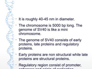
It is roughly 40-45 nm in diameter.

The chromosome is 5000 bp long. The
genome of SV40 is like a mini
chromosome.

The genome of SV40 consists of early
proteins, late proteins and regulatory
proteins.

Early proteins are non structural while late
proteins are structural proteins.

Regulatory region consist of promoter,
 