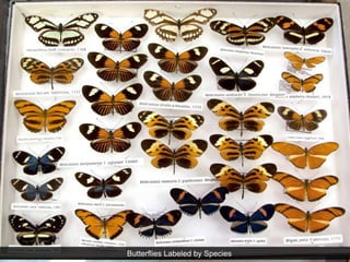 Butterflies Labeled by Species
 