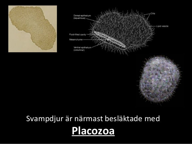 placozoa wikipedia