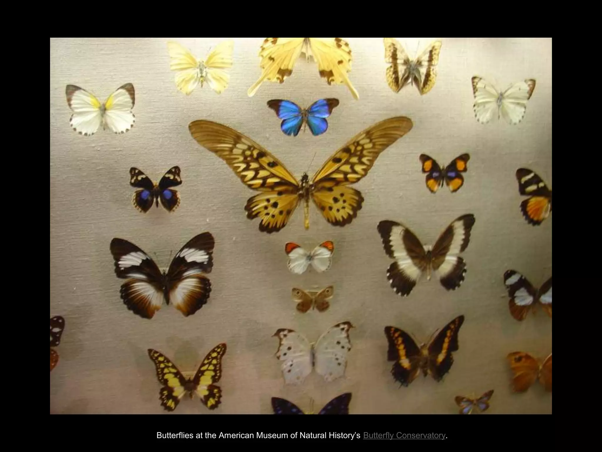 Butterflies at the American Museum of Natural History‘s Butterfly Conservatory.
 