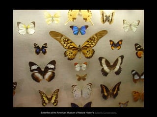 Butterflies at the American Museum of Natural History‘s Butterfly Conservatory.
 