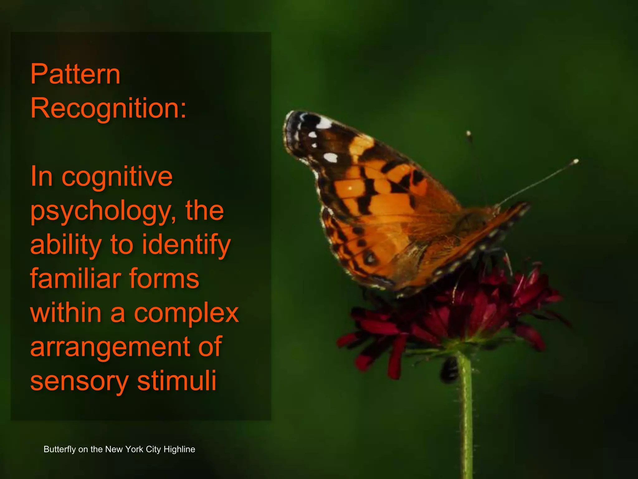 Butterfly on the New York City Highline
Pattern
Recognition:
In cognitive
psychology, the
ability to identify
familiar forms
within a complex
arrangement of
sensory stimuli
 
