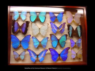 Butterflies at the American Museum of Natural History‘s Butterfly Conservatory.
 