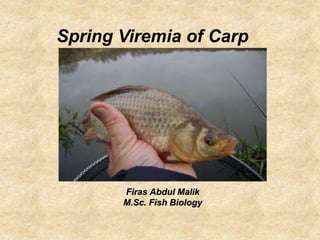 Spring Viremia of Carp




       Firas Abdul Malik
       M.Sc. Fish Biology
 