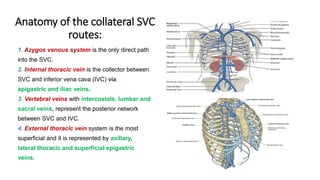 Anatomy of the collateral SVC
routes:
1. Azygos venous system is the only direct path
into the SVC.
2. Internal thoracic vein is the collector between
SVC and inferior vena cava (IVC) via
epigastric and iliac veins.
3. Vertebral veins with intercostals, lumbar and
sacral veins, represent the posterior network
between SVC and IVC.
4. External thoracic vein system is the most
superficial and it is represented by axillary,
lateral thoracic and superficial epigastric
veins.
 
