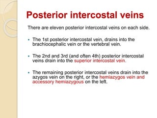 Posterior intercostal veins
There are eleven posterior intercostal veins on each side.
 The 1st posterior intercostal vein, drains into the
brachiocephalic vein or the vertebral vein.
 The 2nd and 3rd (and often 4th) posterior intercostal
veins drain into the superior intercostal vein.
 The remaining posterior intercostal veins drain into the
azygos vein on the right, or the hemiazygos vein and
accessory hemiazygous on the left.
 