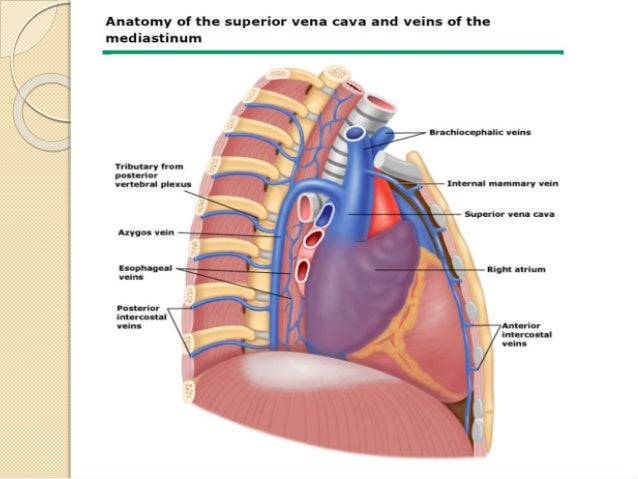 azygos vein