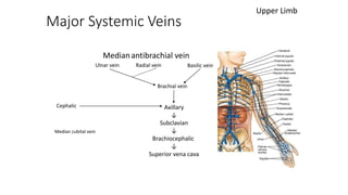 Major Systemic Veins
Upper Limb
Ulnar vein Radial vein Basilic vein
Brachial vein
Cephalic Axillary
↓
Subclavian
↓
Brachiocephalic
↓
Superior vena cava
Median cubital vein
Medianantibrachial vein
 