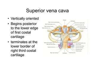 Superior vena cava
• Vertically oriented
• Begins posterior
to the lower edge
of first costal
cartilage
• terminates at the
lower border of
right third costal
cartilage
 