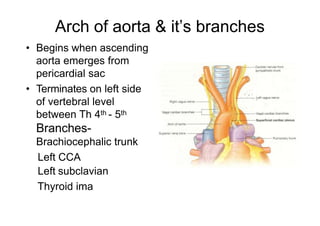 Arch of aorta & it’s branches
• Begins when ascending
aorta emerges from
pericardial sac
• Terminates on left side
of vertebral level
between Th 4th - 5th
Branches-
Brachiocephalic trunk
Left CCA
Left subclavian
Thyroid ima
 