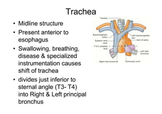 Trachea
• Midline structure
• Present anterior to
esophagus
• Swallowing, breathing,
disease & specialized
instrumentation causes
shift of trachea
• divides just inferior to
sternal angle (T3- T4)
into Right & Left principal
bronchus
 