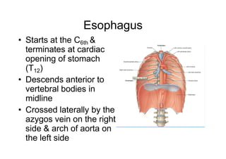 Esophagus
• Starts at the C6th &
terminates at cardiac
opening of stomach
(T12)
• Descends anterior to
vertebral bodies in
midline
• Crossed laterally by the
azygos vein on the right
side & arch of aorta on
the left side
 