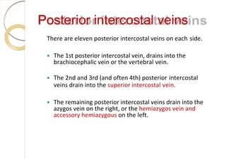 Posterior intercostal veins
There are eleven posterior intercostal veins on each side.
 The 1st posterior intercostal vein, drains into the
brachiocephalic vein or the vertebral vein.
 The 2nd and 3rd (and often 4th) posterior intercostal
veins drain into the superior intercostal vein.
 The remaining posterior intercostal veins drain into the
azygos vein on the right, or the hemiazygos vein and
accessory hemiazygous on the left.
 