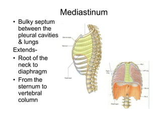 Mediastinum
• Bulky septum
between the
pleural cavities
& lungs
Extends-
• Root of the
neck to
diaphragm
• From the
sternum to
vertebral
column
 