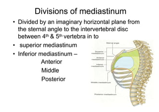 Divisions of mediastinum
• Divided by an imaginary horizontal plane from
the sternal angle to the intervertebral disc
between 4th & 5th vertebra in to
• superior mediastinum
• Inferior mediastinum –
Anterior
Middle
Posterior
 