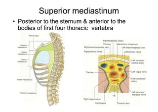 Superior mediastinum
• Posterior to the sternum & anterior to the
bodies of first four thoracic vertebra
 