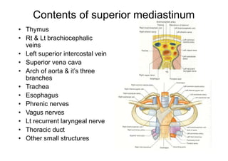 Contents of superior mediastinum
• Thymus
• Rt & Lt brachiocephalic
veins
• Left superior intercostal vein
• Superior vena cava
• Arch of aorta & it’s three
branches
• Trachea
• Esophagus
• Phrenic nerves
• Vagus nerves
• Lt recurrent laryngeal nerve
• Thoracic duct
• Other small structures
 