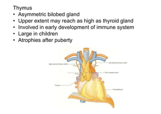 Thymus
• Asymmetric bilobed gland
• Upper extent may reach as high as thyroid gland
• Involved in early development of immune system
• Large in children
• Atrophies after puberty
 
