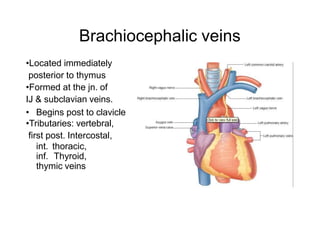 Brachiocephalic veins
•Located immediately
posterior to thymus
•Formed at the jn. of
IJ & subclavian veins.
• Begins post to clavicle
•Tributaries: vertebral,
first post. Intercostal,
int. thoracic,
inf. Thyroid,
thymic veins
 