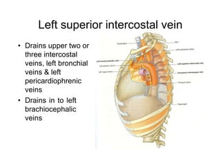 Left superior intercostal vein
• Drains upper two or
three intercostal
veins, left bronchial
veins & left
pericardiophrenic
veins
• Drains in to left
brachiocephalic
veins
 
