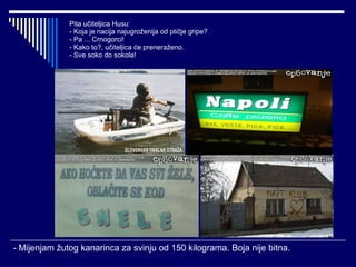 Pita učiteljica Husu: - Koja je nacija najugroženija od ptičje gripe? - Pa ... Crnogorci! - Kako to?, učiteljica će preneraženo. - Sve soko do sokola! - Mijenjam žutog kanarinca za svinju od 150 kilograma. Boja nije bitna. 