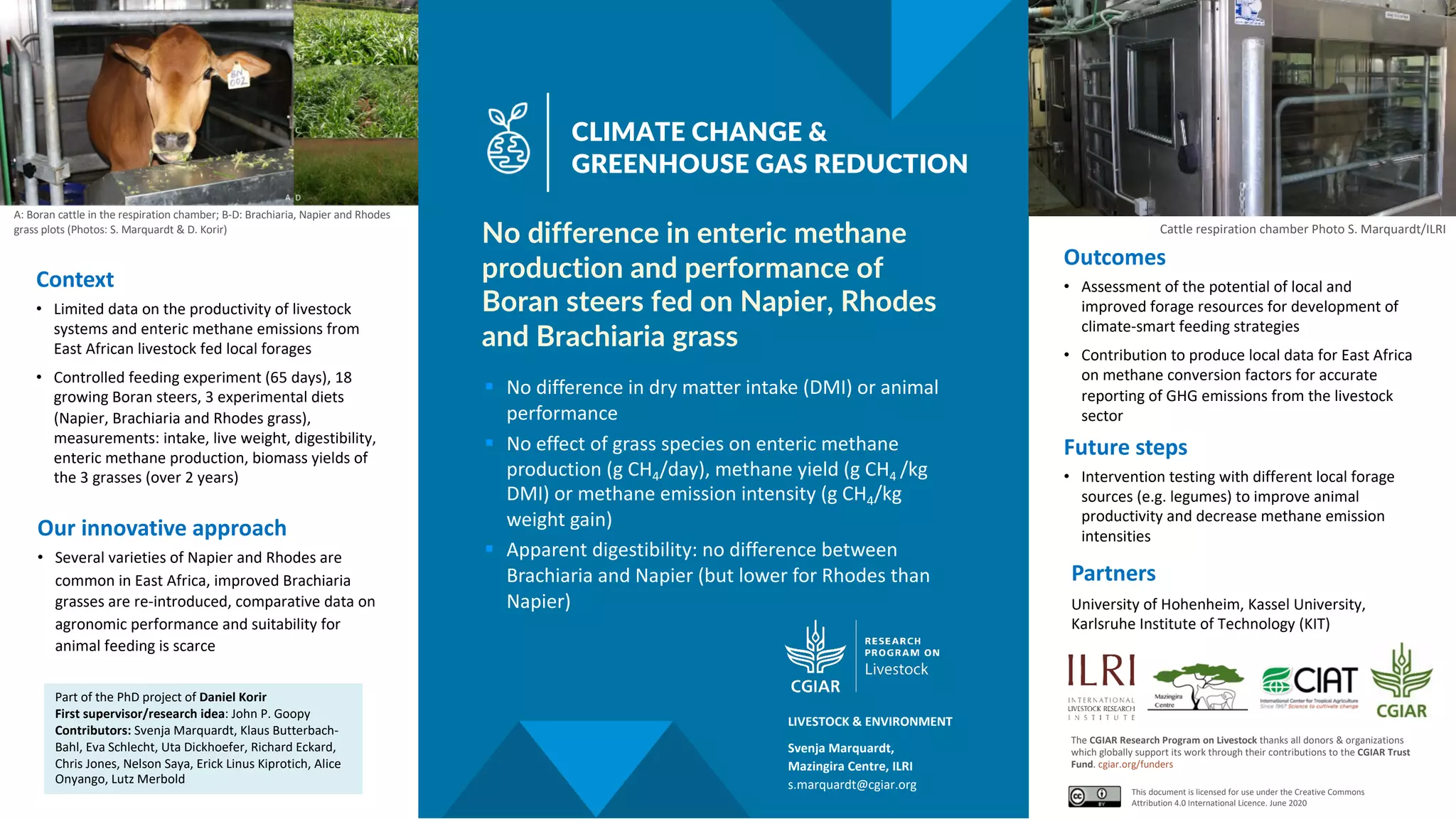 § No difference in dry matter intake (DMI) or animal
performance
§ No effect of grass species on enteric methane
production (g CH4/day), methane yield (g CH4 /kg
DMI) or methane emission intensity (g CH4/kg
weight gain)
§ Apparent digestibility: no difference between
Brachiaria and Napier (but lower for Rhodes than
Napier)
No difference in enteric methane
production and performance of
Boran steers fed on Napier, Rhodes
and Brachiaria grass
Partners
University of Hohenheim, Kassel University,
Karlsruhe Institute of Technology (KIT)
Outcomes
• Assessment of the potential of local and
improved forage resources for development of
climate-smart feeding strategies
• Contribution to produce local data for East Africa
on methane conversion factors for accurate
reporting of GHG emissions from the livestock
sector
CLIMATE CHANGE &
GREENHOUSE GAS REDUCTION
The CGIAR Research Program on Livestock thanks all donors & organizations
which globally support its work through their contributions to the CGIAR Trust
Fund. cgiar.org/funders
This document is licensed for use under the Creative Commons
Attribution 4.0 International Licence. June 2020
A: Boran cattle in the respiration chamber; B-D: Brachiaria, Napier and Rhodes
grass plots (Photos: S. Marquardt & D. Korir)
Context
• Limited data on the productivity of livestock
systems and enteric methane emissions from
East African livestock fed local forages
• Controlled feeding experiment (65 days), 18
growing Boran steers, 3 experimental diets
(Napier, Brachiaria and Rhodes grass),
measurements: intake, live weight, digestibility,
enteric methane production, biomass yields of
the 3 grasses (over 2 years)
Our innovative approach
• Several varieties of Napier and Rhodes are
common in East Africa, improved Brachiaria
grasses are re-introduced, comparative data on
agronomic performance and suitability for
animal feeding is scarce
Future steps
• Intervention testing with different local forage
sources (e.g. legumes) to improve animal
productivity and decrease methane emission
intensities
Svenja Marquardt,
Mazingira Centre, ILRI
s.marquardt@cgiar.org
LIVESTOCK & ENVIRONMENT
Part of the PhD project of Daniel Korir
First supervisor/research idea: John P. Goopy
Contributors: Svenja Marquardt, Klaus Butterbach-
Bahl, Eva Schlecht, Uta Dickhoefer, Richard Eckard,
Chris Jones, Nelson Saya, Erick Linus Kiprotich, Alice
Onyango, Lutz Merbold
Cattle respiration chamber Photo S. Marquardt/ILRI