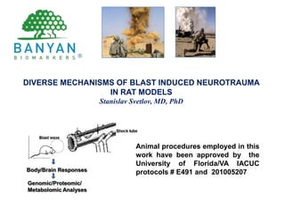 DIVERSE MECHANISMS OF BLAST INDUCED NEUROTRAUMA  IN RAT MODELS Stanislav Svetlov, MD, PhD Animal procedures employed in this work have been approved by  the University of Florida/VA IACUC protocols # E491 and  201005207 Body/Brain Responses Genomic/Proteomic/ Metabolomic Analyses 