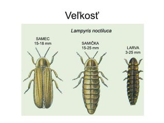 Svetluska ppt Svetluska ppt