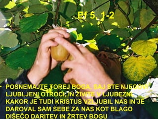 Ef 5, 1-2 POSNEMAJTE TOREJ BOGA, SAJ STE NJEGOVI LJUBLJENI OTROCI,IN ŽIVITE V LJUBEZNI, KAKOR JE TUDI KRISTUS VZLJUBIL NAS IN JE DAROVAL SAM SEBE ZA NAS KOT BLAGO DIŠEČO DARITEV IN ŽRTEV BOGU  