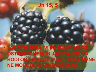 Jn 15, 5 JAZ SEM TRTA, VI MLADIKE. KDOR OSTANE V MENI IN JAZ V NJEM, TA RODI OBILO SADU, KAJTI BREZ MENE NE MORETE STORITI NIČESAR  