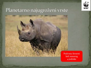 Podvrsta Severni
beli nosorog
4 jedinke
 