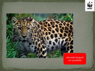 Amurski leopard
20-25 jedinki
 