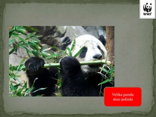 Velika panda
1600 jedinki
 