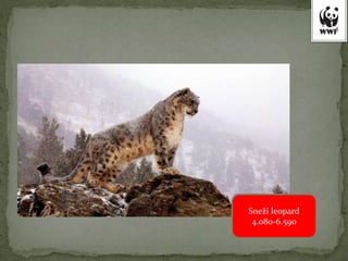 Sneži leopard
4.080-6.590
 