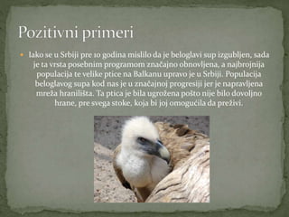  Iako se u Srbiji pre 10 godina mislilo da je beloglavi sup izgubljen, sada
je ta vrsta posebnim programom značajno obnovljena, a najbrojnija
populacija te velike ptice na Balkanu upravo je u Srbiji. Populacija
beloglavog supa kod nas je u značajnoj progresiji jer je napravljena
mreža hranilišta. Ta ptica je bila ugrožena pošto nije bilo dovoljno
hrane, pre svega stoke, koja bi joj omogućila da preživi.
 