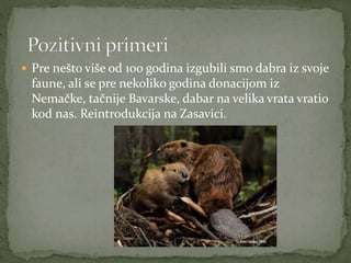  Pre nešto više od 100 godina izgubili smo dabra iz svoje
faune, ali se pre nekoliko godina donacijom iz
Nemačke, tačnije Bavarske, dabar na velika vrata vratio
kod nas. Reintrodukcija na Zasavici.
 